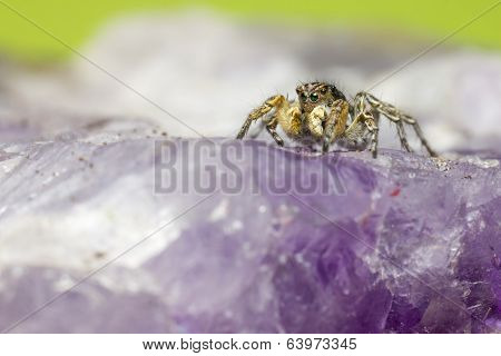 Portrait of a jumping spider