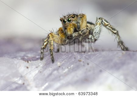 Portrait of a jumping spider