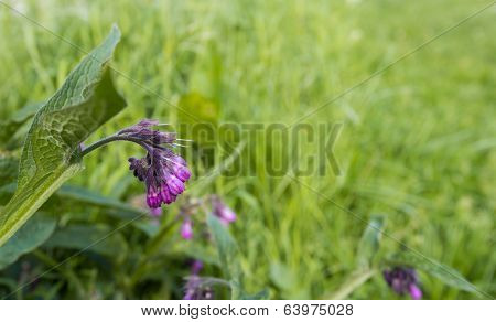 Closeup Of A Purple Blooming Common Comfrey