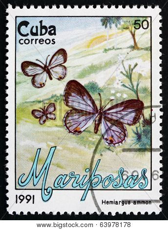 Postage Stamp Cuba 1991 Nickerbean Blue, Butterfly