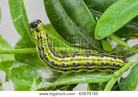 Caterpillar of the box tree moth (Cydalima perspectalis)