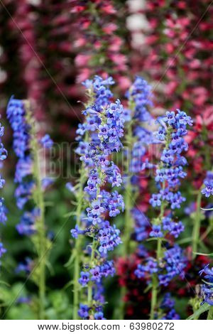 Tiger Beardtongue (penstemon Mensarum)