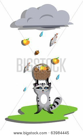 Rain for racoon.