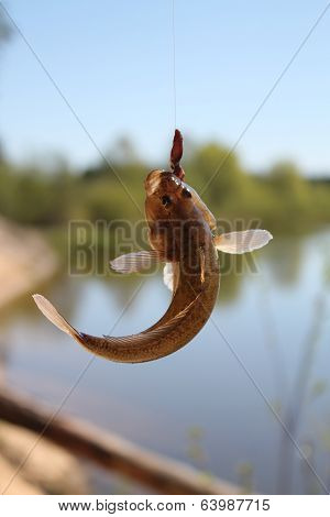 fish