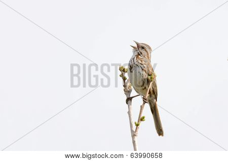 Song Sparrow Singing