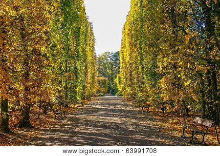 Autumn In The Park