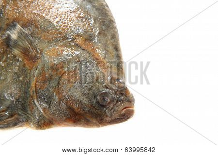 Flatfish Head Isolated