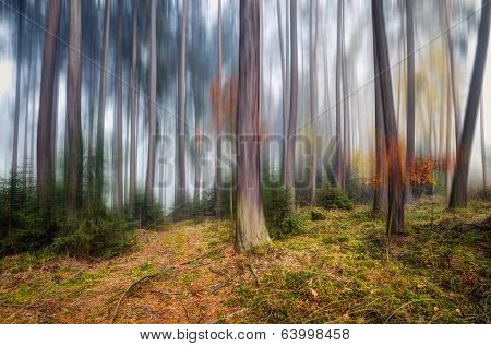 mysterious forest