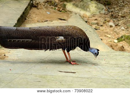 Male Great Argus (argusianus Argus)