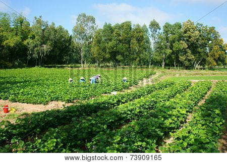 Asian Farmer, Pachyrhizus Field