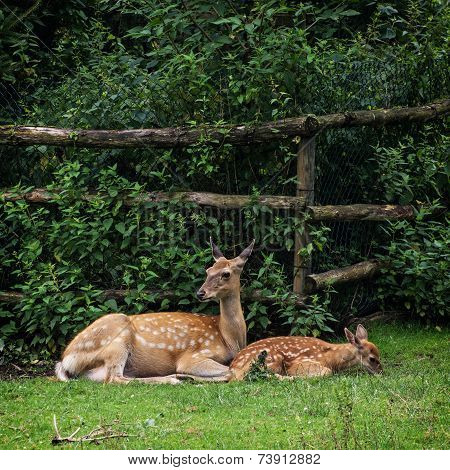 The Fallow Deer - Cub With Mother