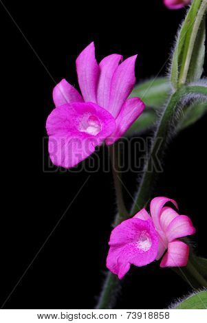 Calanthe Succedanea