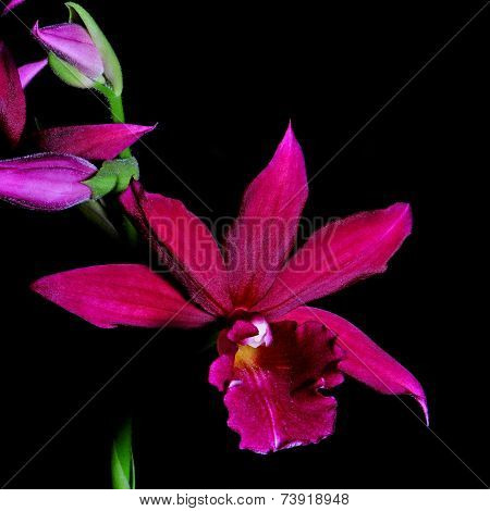 Phaiocalanthe Kryptonite