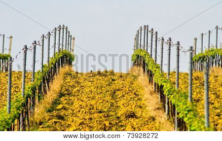 Italian Countryside