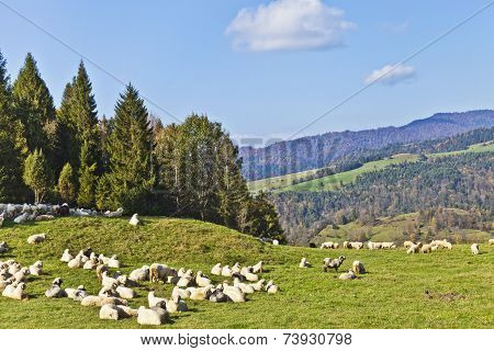 Grazing sheep on mountain meadow