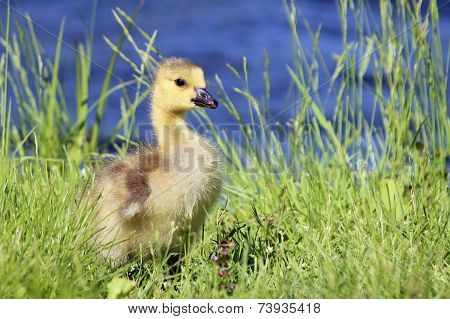 Gosling By The Pond