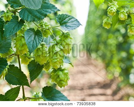 Hop Cones