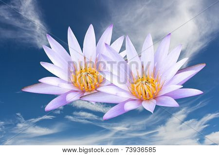 Lotus on the sky background