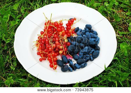 Red Currant And Honeysuckle Berries In The Plate