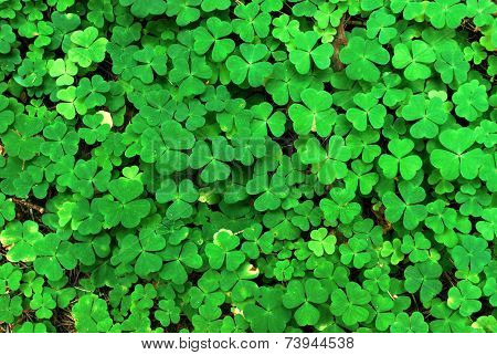 Wood-sorrel (oxalis Acetosella) Background