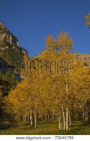 Beautiful Mountain Meadow With Autumn Yellow Quaking Aspens