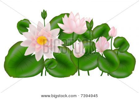 Gruppo Loti con foglie, Isolated on White