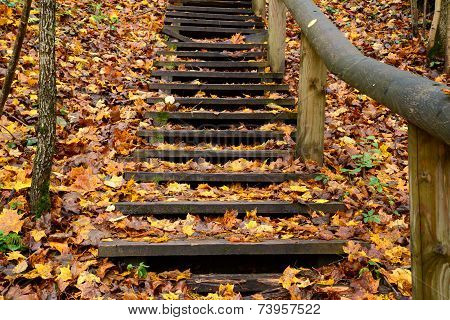 Old wooden stairs in the forest