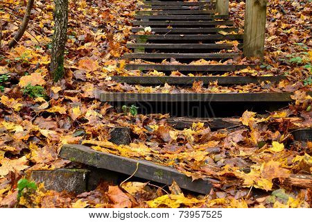 Old wooden stairs in the forest