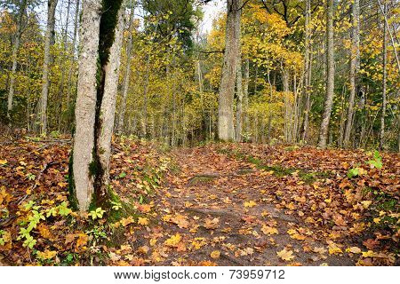 Wooden passway in the forest