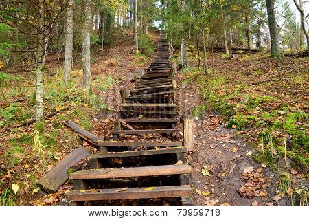 Old wooden stairs in the forest