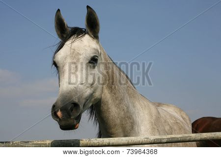 Portrait of shagya arabian horse in pastureland 	Portrait of arabian horse in pastureland