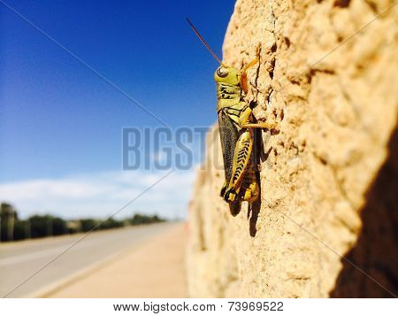 Grasshopper