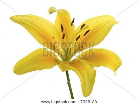 Lily