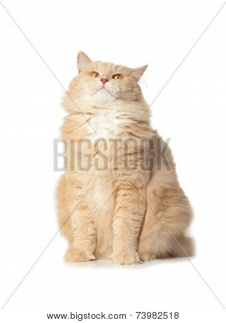 Funny Red Cat Isolated Over White Background