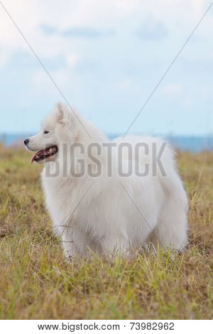 Samoyed Puppy