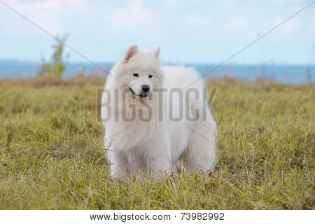 Samoyed Puppy
