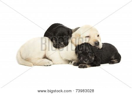 Labrador Retriever And Miniature Schnauzer Black Puppies