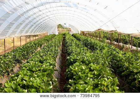 Culture in a greenhouse strawberry