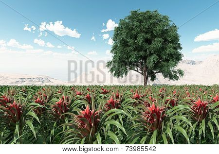 Pineapple