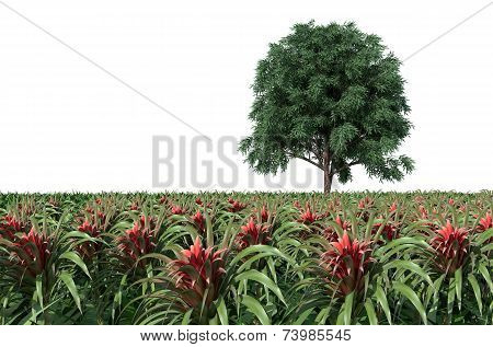 Pineapple