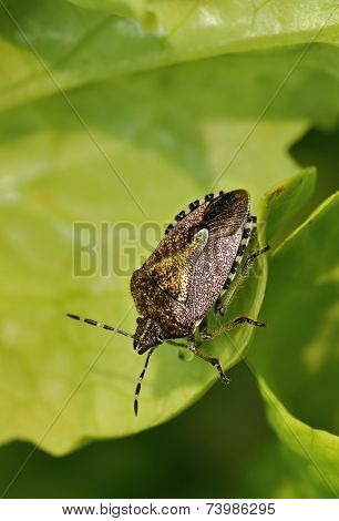 Hairy Shieldbug Or Sloe Bug