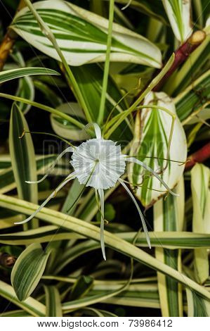 Crinum Lily
