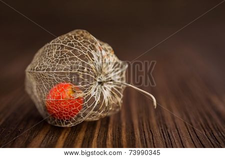 Physalis Close-up