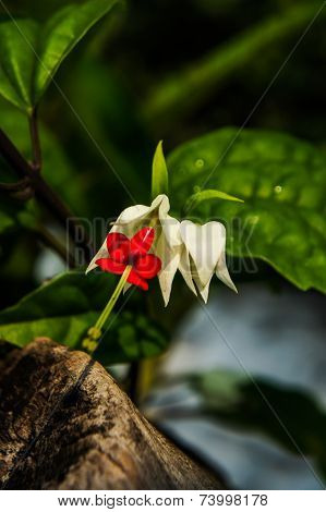 Clerodendrum thomsoniae