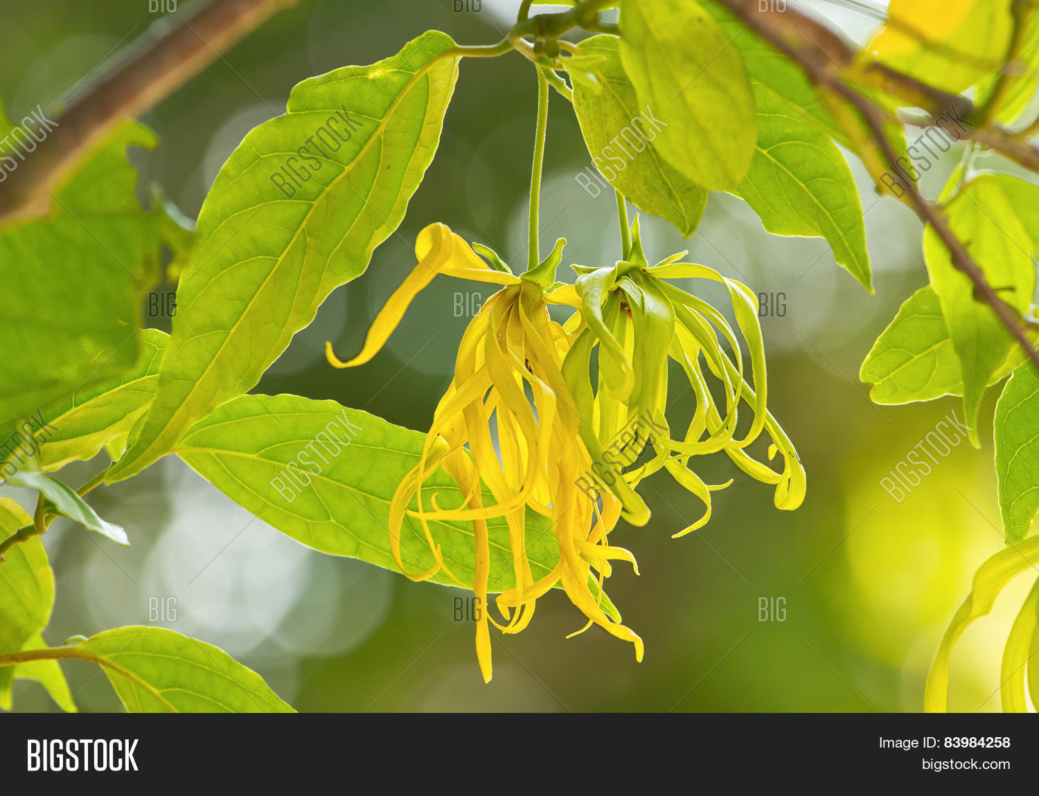 Dwarf Ylangylang Image & Photo (Free Trial) Bigstock