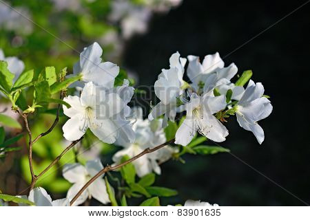 Rhododendron Schlippenbachii (royal Azalea)