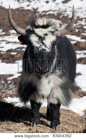 Black And White Yak