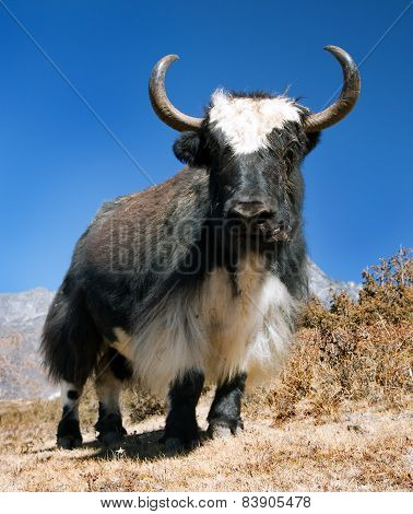 Black And White Yak
