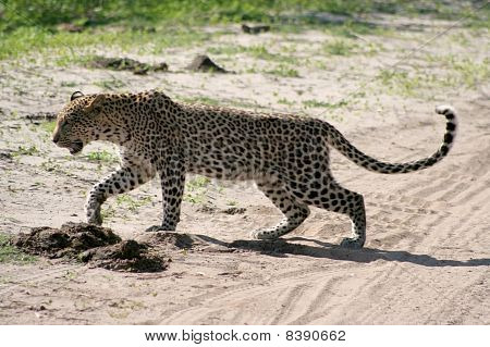 Leopardo africano