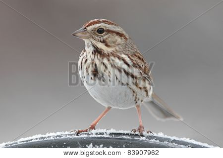 Song Sparrow (melospiza Melodia) In Winter